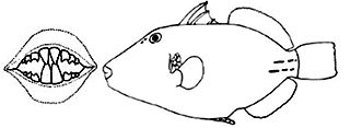 Familia Balistidae_claves.jpg